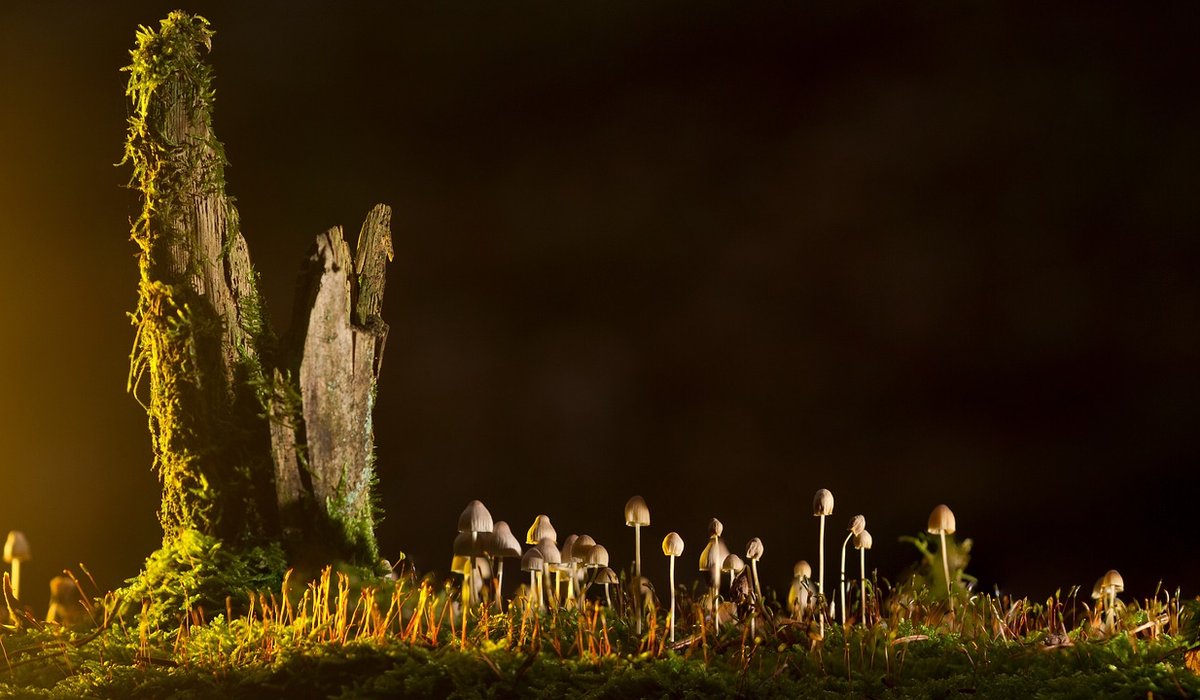 Woodland Register