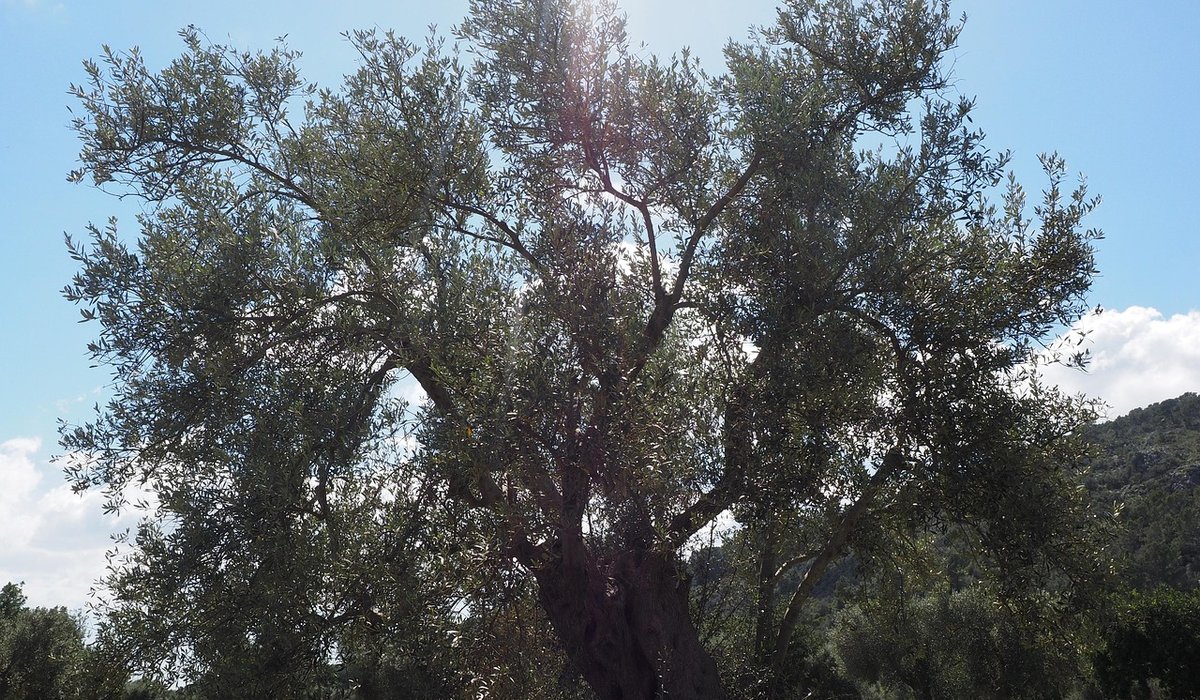 Woodland Register