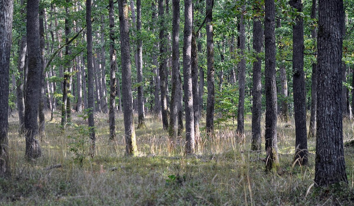 Woodland Register