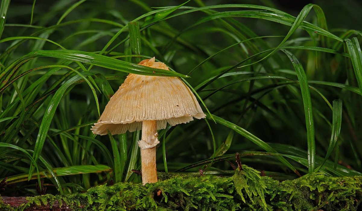 Woodland Register
