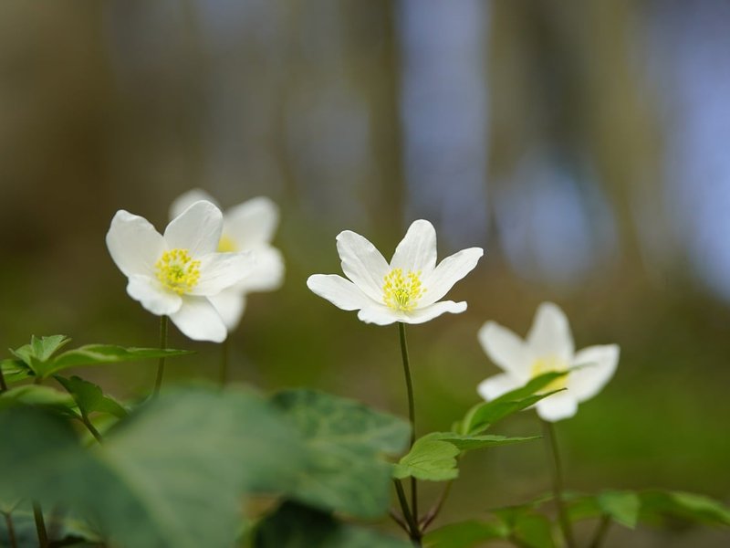 Woodland Register