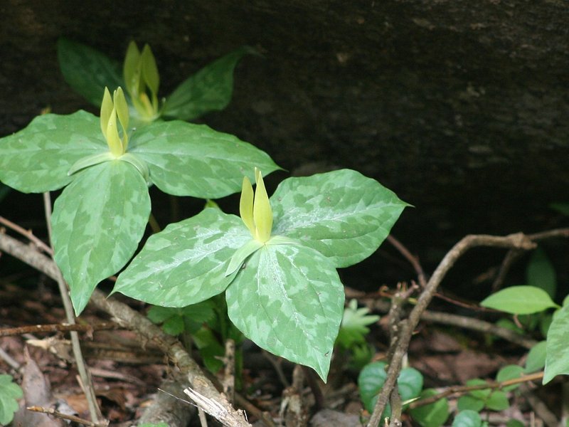 Woodland Register