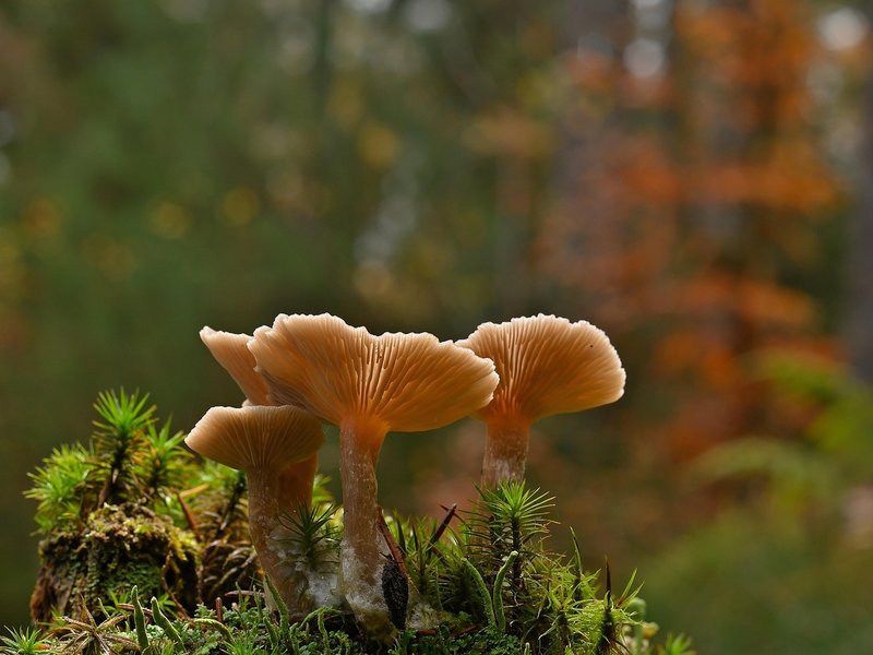 Woodland Register