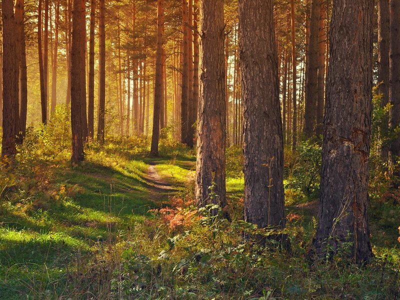 Woodland Register