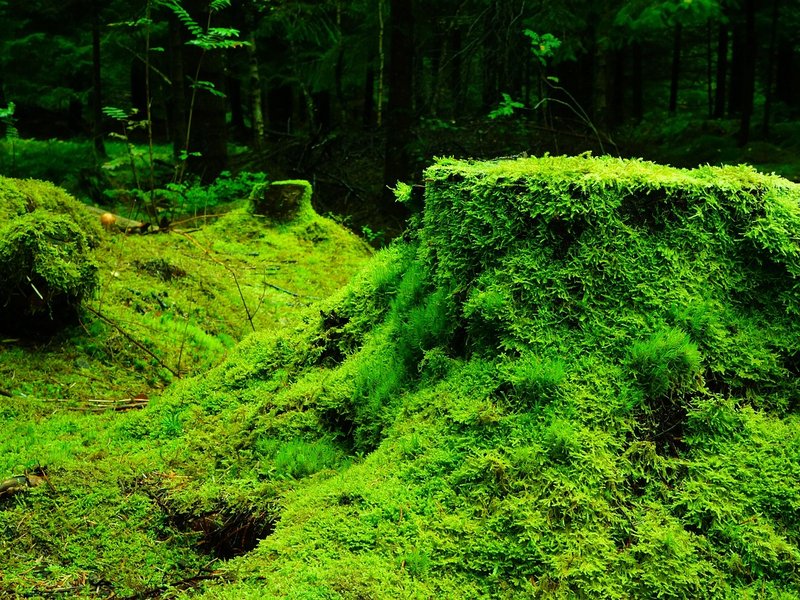 Woodland Register